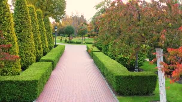 Topiary form of haircut plants in the park. — Stock Video