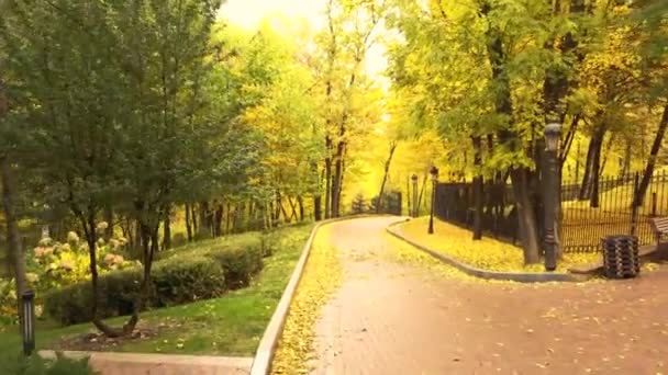 Sonbahar parkı, sokak, asfalt yolun yanındaki sarı huş ağaçları.. — Stok video