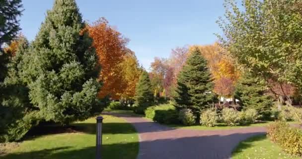 Piante sempreverdi nel parco Giardino all'inglese. Giardino d'autunno. — Video Stock