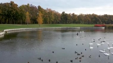 Göldeki parkta su kuşu.