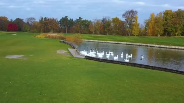 Водоплавающие птицы в парке на озере. — стоковое видео