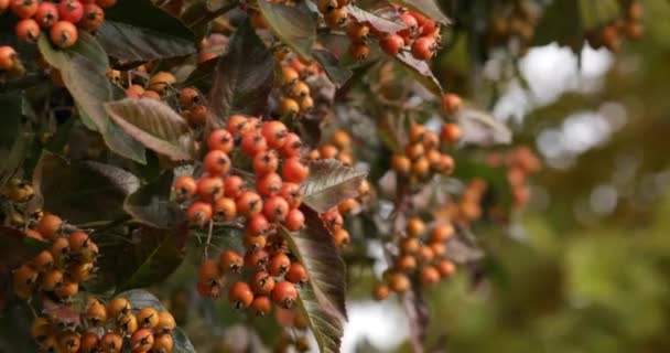 Frutos maduros de espino en una rama en el parque de otoño. — Vídeos de Stock