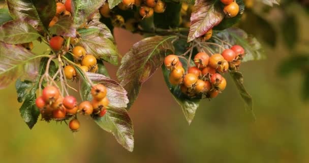 Ripe hawthorn fruits on a branch in the autumn park. — Stock Video