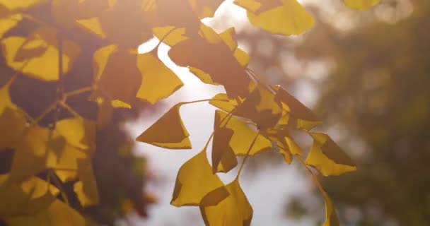 Ginkgo biloba Saratoga gula blad på en bakgrund av solljus. — Stockvideo