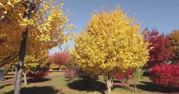 Ginkgo biloba Saratoga e altri alberi nel parco autunnale. — Video Stock