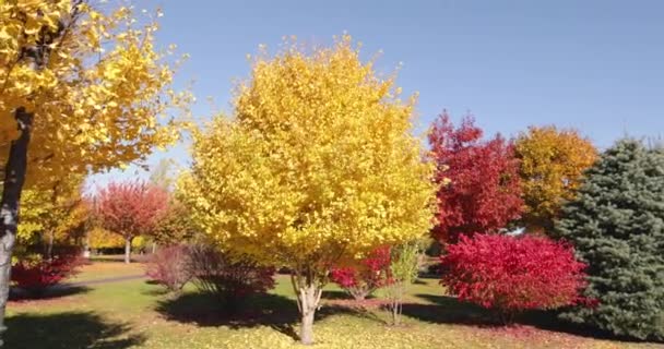 Ginkgo biloba Saratoga und andere Bäume im Herbstpark. — Stockvideo