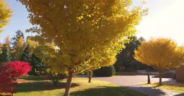 Ginkgo biloba Saratoga und andere Bäume im Herbstpark. — Stockvideo