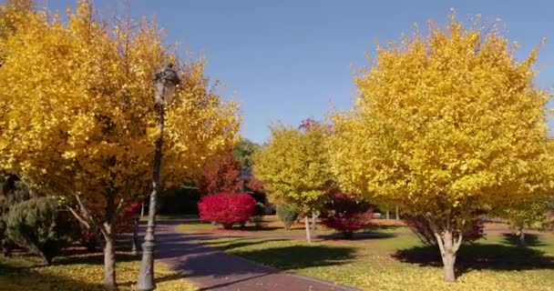 Ginkgo biloba Saratoga y otros árboles en el parque de otoño. — Vídeo de stock
