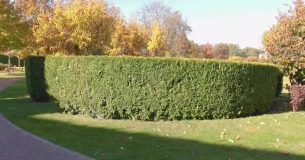 Thuja-Hecke im Park. Vor dem Hintergrund eines grünen Rasens. — Stockvideo