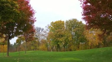 Yeşil çimlerin üzerinde kırmızı sonbahar ağaçları. Golf sahası.