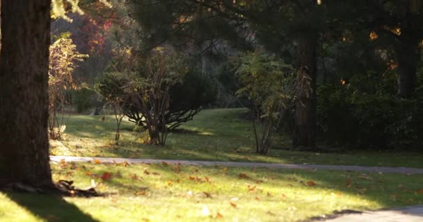 Herbstpark mit gelben Bäumen, sanfter Flug. — Stockvideo