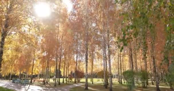 Gelbe Birken in einem schönen herbstlichen Park. — Stockvideo