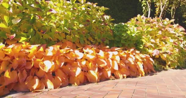 Hojas amarillas y naranjas de los anfitriones en el parque de otoño. — Vídeos de Stock