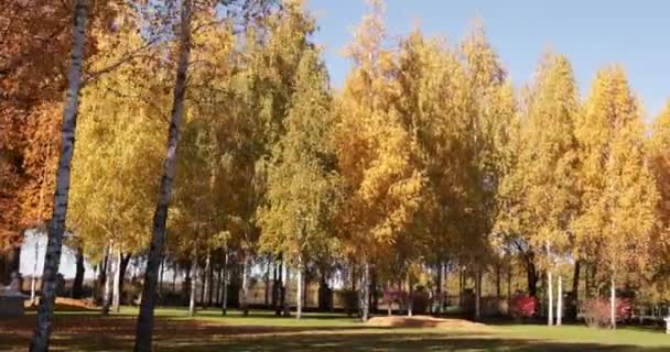 Herbstpark mit gelben Bäumen, sanfter Flug. — Stockvideo