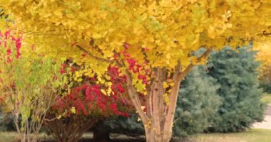 Ginkgo biloba Saratoga ve sonbahar parkındaki diğer ağaçlar.