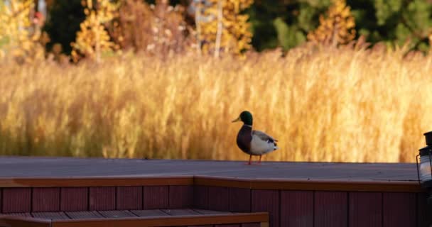 Eenden op een houten pier op de achtergrond van de vijver. — Stockvideo