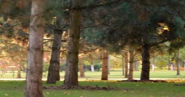 Kiefernhain und grünes Gras im Park. — Stockvideo