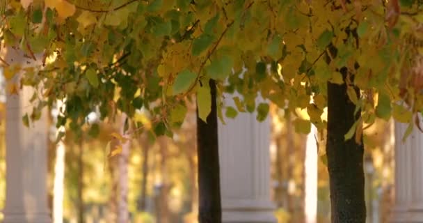 Gele berken in een prachtig herfstpark. — Stockvideo