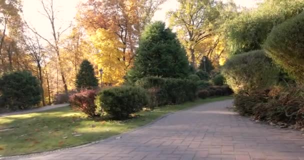 Naaldbomen groenblijvende planten in rotspartijen. Engelse tuin. Herfstpark. — Stockvideo