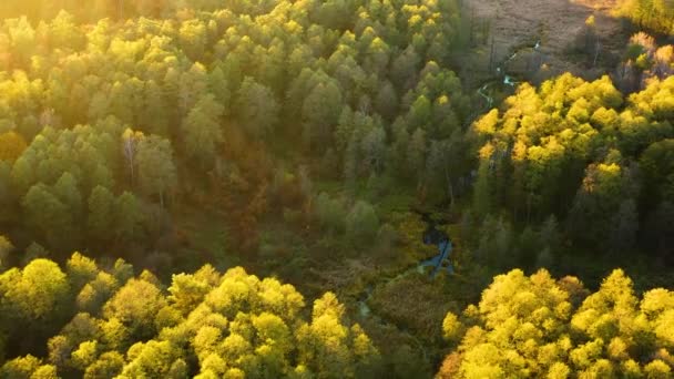 日没の秋の湿地林。ドローンからの眺め. — ストック動画