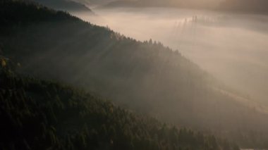 Taze dağ ormanlarında sabah sisi.