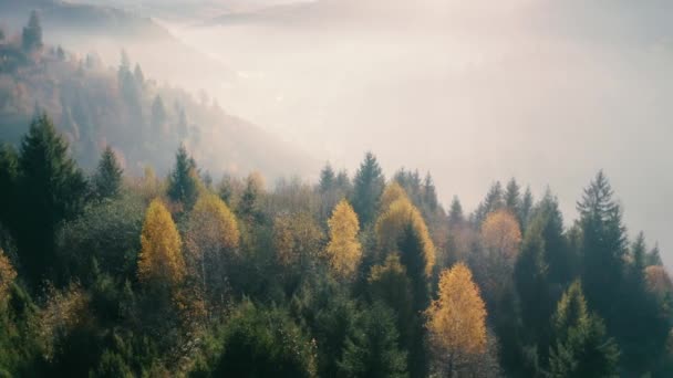 Горы туман березовый лес утренний вид беспилотника — стоковое видео