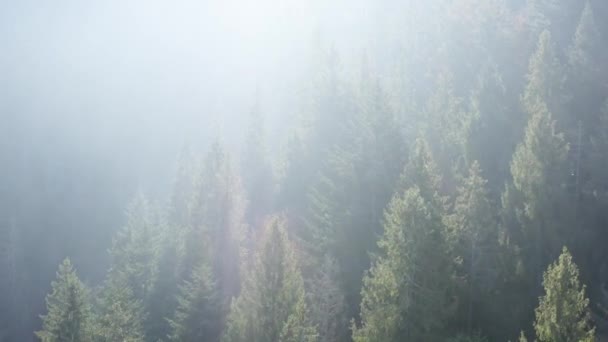 Утренний туман в свежем горном лесу. — стоковое видео