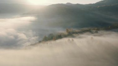 Taze dağ ormanlarında sabah sisi.