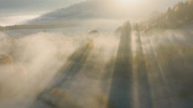 Taze dağ ormanlarında sabah sisi.