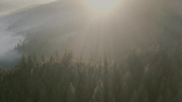 新鮮な山の森の中の朝のもや. — ストック動画