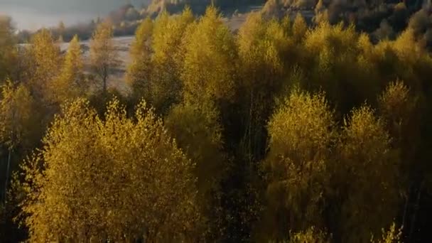 Bergen mist berken bos ochtend drone uitzicht — Stockvideo