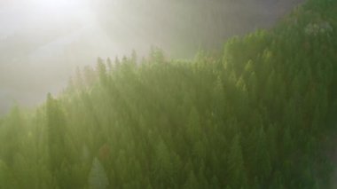 Taze dağ ormanlarında sabah sisi.