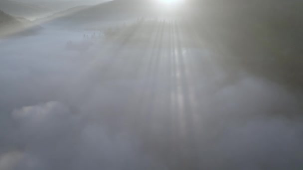 Утренний туман в свежем горном лесу. — стоковое видео