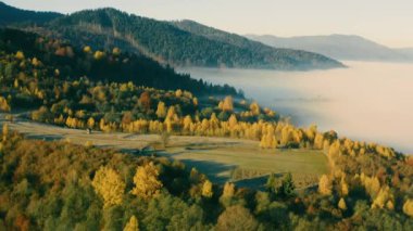 Dağlar sisli huş ağaçları orman sabah drone görüntüsü