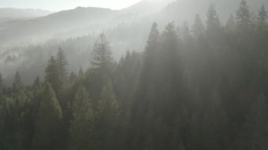 Taze dağ ormanlarında sabah sisi.