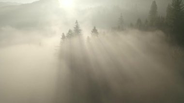 Taze dağ ormanlarında sabah sisi.