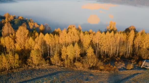 Βουνά ομίχλη σημύδα δάσος πρωινό drone άποψη — Αρχείο Βίντεο
