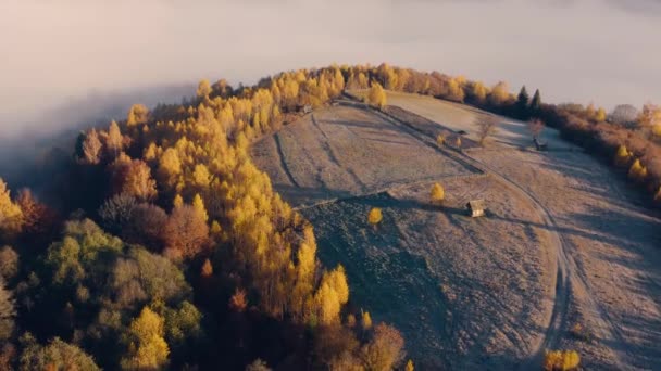 Montañas niebla abedul bosque mañana drone vista — Vídeos de Stock