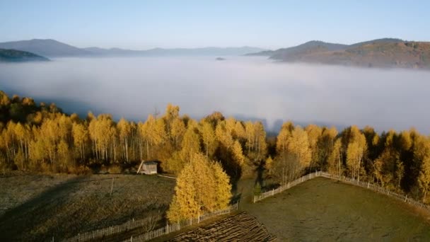 Montanhas nevoeiro bétula floresta manhã drone vista — Vídeo de Stock