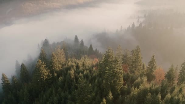 Горы осенний лес туман рассвет беспилотник вид — стоковое видео