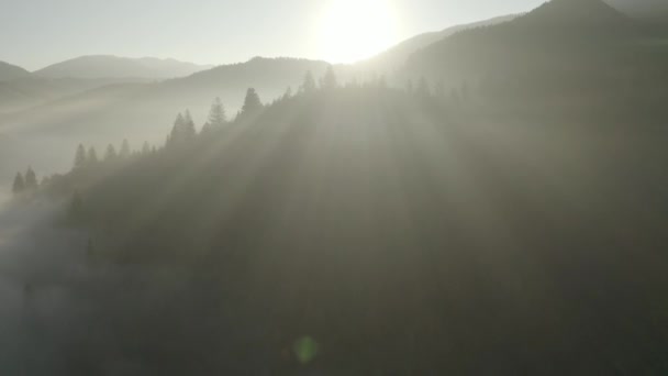 Niebla de la mañana en el bosque de montaña fresca. — Vídeos de Stock