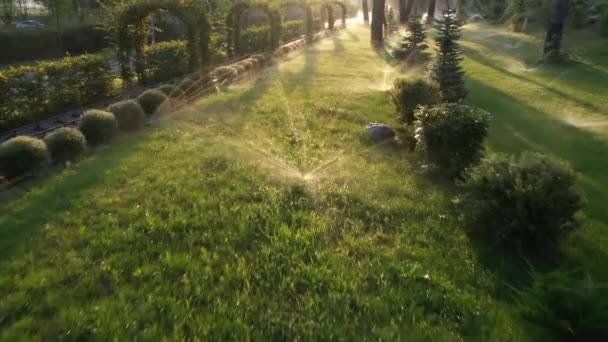 Automatische Rasenbewässerung im Park im Morgengrauen. — Stockvideo