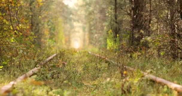 Tunnel d'amour, chemin de fer. Vieilles pistes envahies d'arbres. Endroit romantique et charmant. — Video