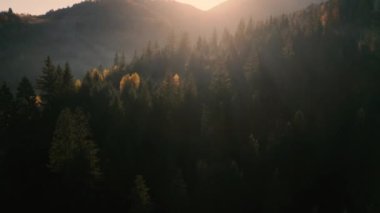 Dağlar sonbahar şafağı kozalaklı ormanları. Drone görünümü