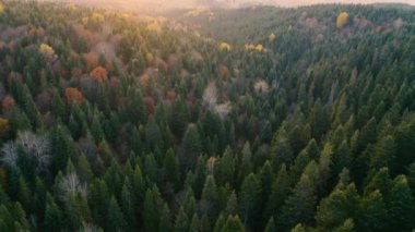Dağlar sonbahar şafağı kozalaklı ormanları. Drone görünümü