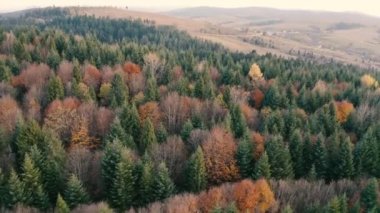 Dağlar sonbahar şafağı kozalaklı ormanları. Drone görünümü