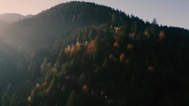 Podzimní úsvit jehličnatého lesa. Zobrazení dronů — Stock video