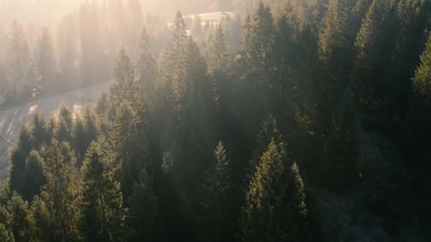 Mountains autumn dawn coniferous forest. Drone view — Stock Video