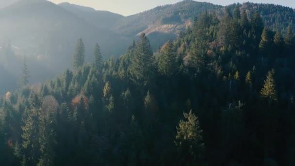 Góry jesienny świt las iglasty. Widok drona — Wideo stockowe