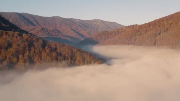 Bosque de otoño en la niebla, hermoso paisaje matutino de montaña. Vista desde el dron. — Vídeos de Stock